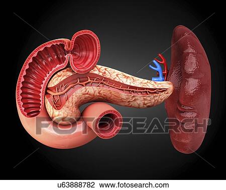Drawing - Human pancreas, artwork. Fotosearch