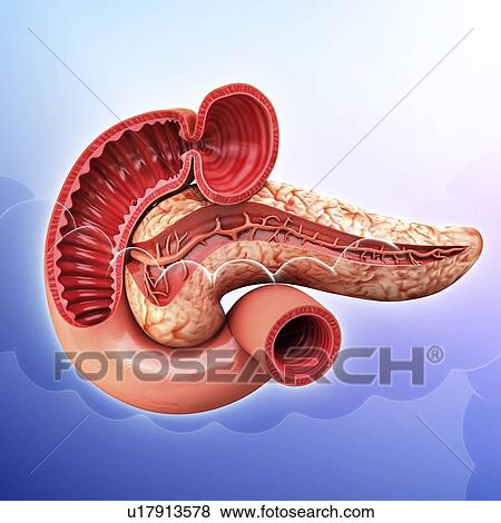 Human pancreas, artwork View Large Illustration Stock Illustration - Human pancreas, artwork. Fotosearch