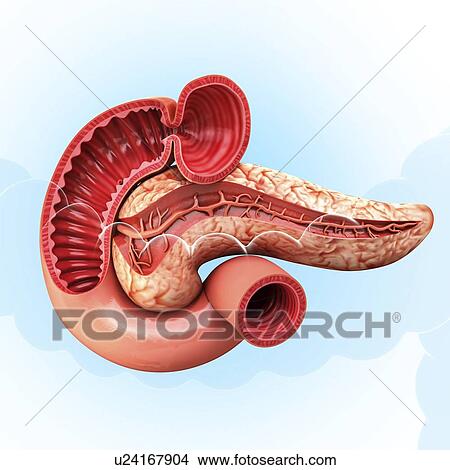 Human pancreas, artwork View Large Illustration Stock Illustration - Human pancreas, artwork. Fotosearch