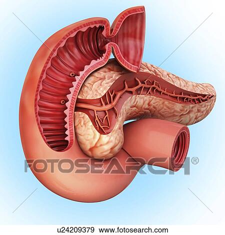 Human pancreas, artwork View Large Illustration Stock Illustration - Human pancreas, artwork. Fotosearch