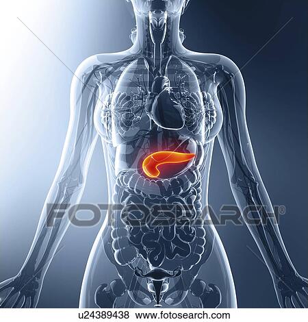 Human pancreas, artwork View Large Illustration Stock Illustration - Human pancreas, artwork. Fotosearch