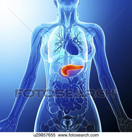 Human pancreas, artwork View Large Illustration Stock Illustration - Human pancreas, artwork. Fotosearch