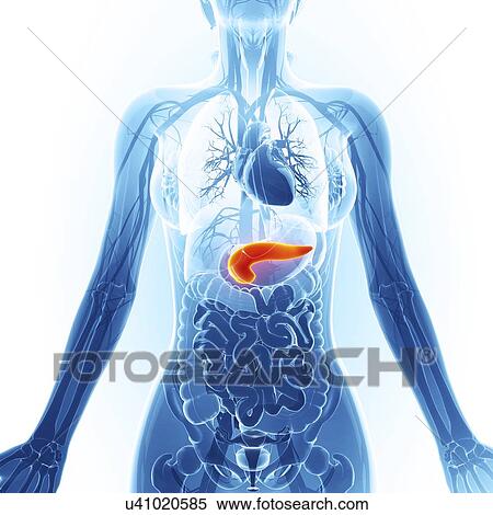 Human pancreas, artwork View Large Illustration Stock Illustration - Human pancreas, artwork. Fotosearch