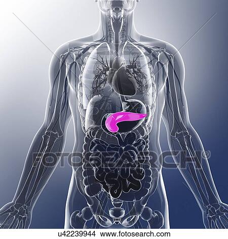 Human pancreas, artwork View Large Illustration Stock Illustration - Human pancreas, artwork. Fotosearch