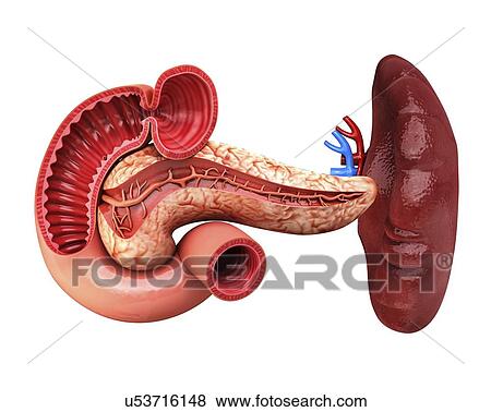 Human pancreas, artwork View Large Illustration Stock Illustration - Human pancreas, artwork. Fotosearch