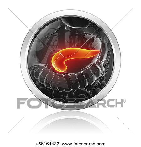 Stock Illustration - Human pancreas, artwork. Fotosearch