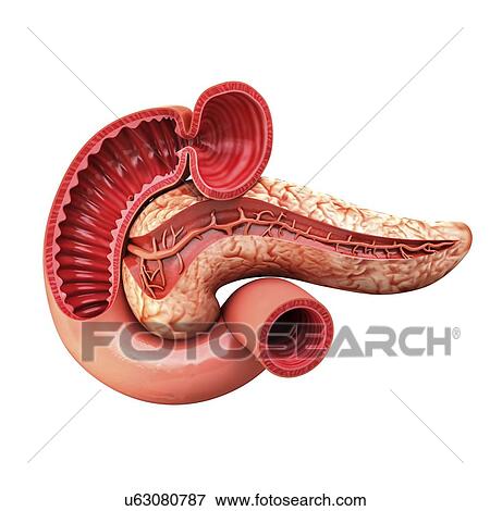 Human pancreas, artwork View Large Illustration Stock Illustration - Human pancreas, artwork. Fotosearch