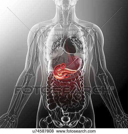 Human pancreas, artwork View Large Illustration Stock Illustration - Human pancreas, artwork. Fotosearch
