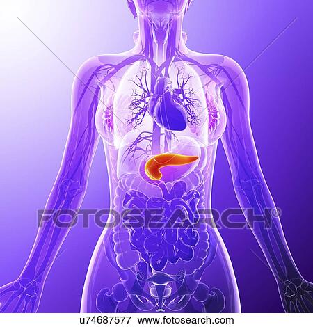 Stock Illustration - Human pancreas, artwork. Fotosearch