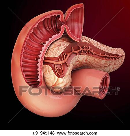 Human pancreas, artwork View Large Illustration Stock Illustration - Human pancreas, artwork. Fotosearch