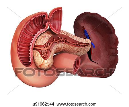 Stock Illustration - Human pancreas, artwork. Fotosearch