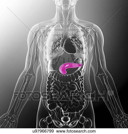 Stock Illustration - Human pancreas, artwork. Fotosearch