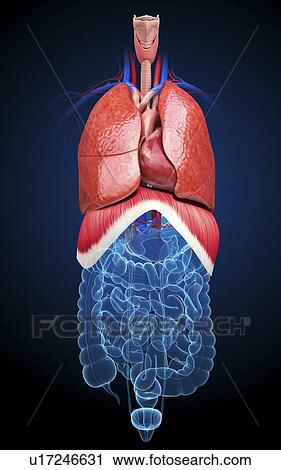 Human respiratory system, artwork View Large Illustration Clip Art - Human respiratory system, artwork. Fotosearch