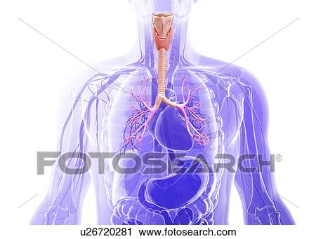 Human respiratory system, artwork View Large Illustration Clip Art - Human respiratory system, artwork. Fotosearch