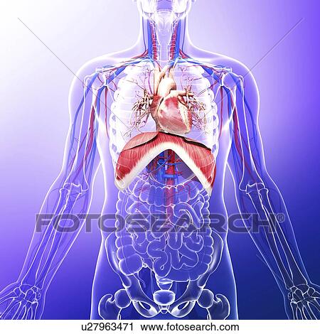 Clip Art - Human respiratory system, artwork. Fotosearch
