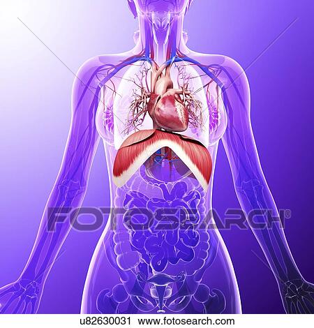 Human respiratory system, artwork View Large Illustration Clip Art - Human respiratory system, artwork. Fotosearch