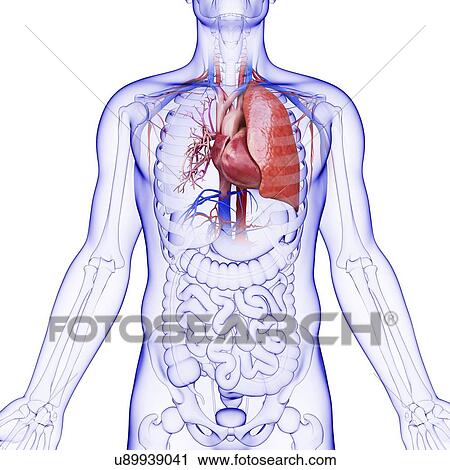 Clip Art - Human respiratory system, artwork. Fotosearch