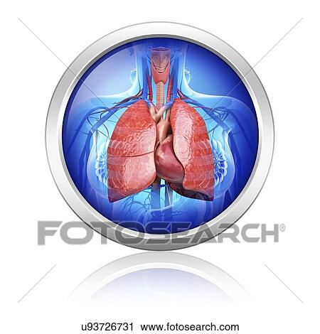 Human respiratory system, artwork View Large Illustration Clip Art - Human respiratory system, artwork. Fotosearch