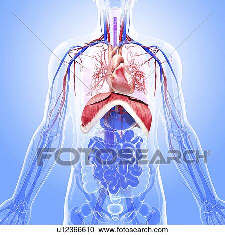 Clipart - Human respiratory system, artwork. Fotosearch