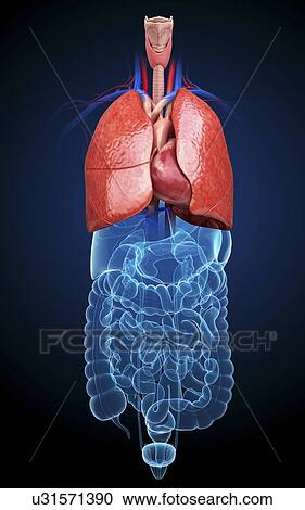 Human respiratory system, artwork View Large Illustration Clipart - Human respiratory system, artwork. Fotosearch
