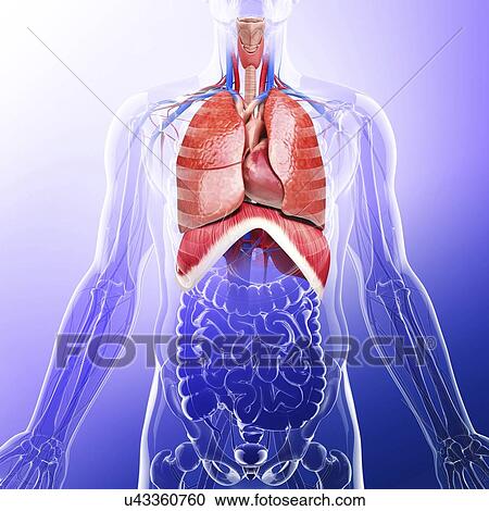 Clipart - Human respiratory system, artwork. Fotosearch