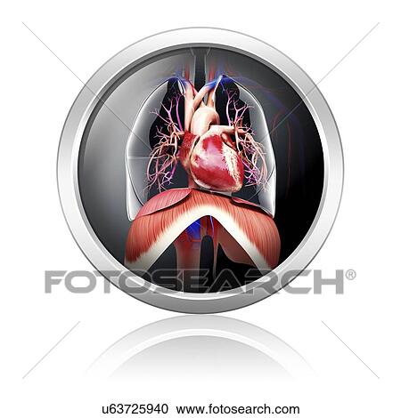 Clipart - Human respiratory system, artwork. Fotosearch