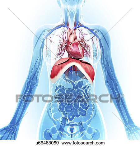 Clipart - Human respiratory system, artwork. Fotosearch