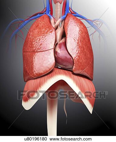Human respiratory system, artwork View Large Illustration Clipart - Human respiratory system, artwork. Fotosearch