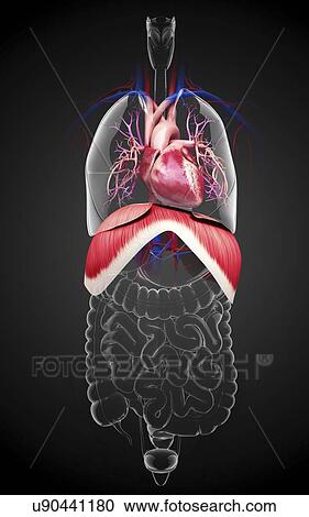 Human respiratory system, artwork View Large Illustration Clipart - Human respiratory system, artwork. Fotosearch