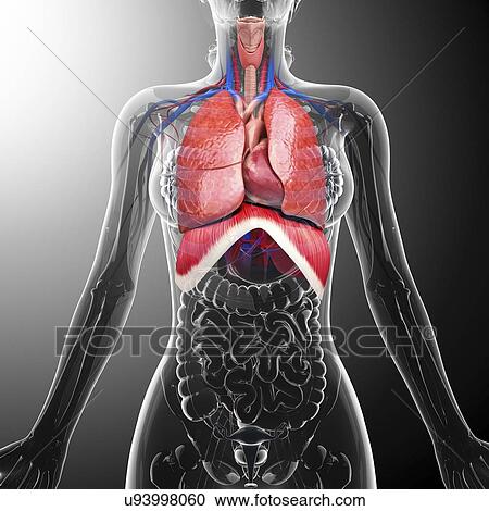 Human respiratory system, artwork View Large Illustration Clipart - Human respiratory system, artwork. Fotosearch
