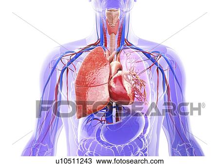 Drawing - Human respiratory system, artwork. Fotosearch