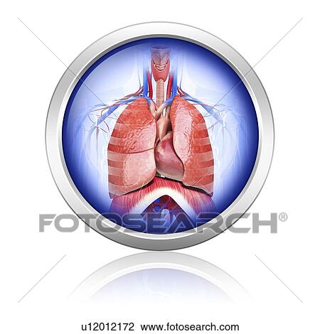 Drawing - Human respiratory system, artwork. Fotosearch