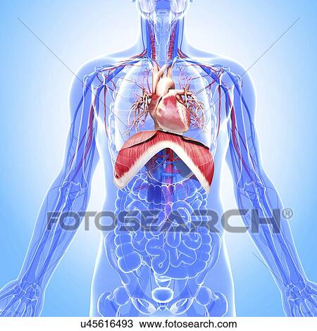 Drawing - Human respiratory system, artwork. Fotosearch