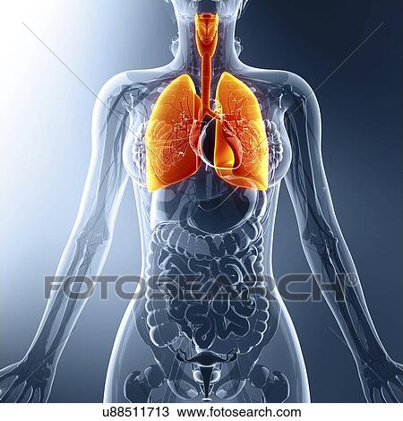 Human respiratory system, artwork View Large Illustration Drawing - Human respiratory system, artwork. Fotosearch