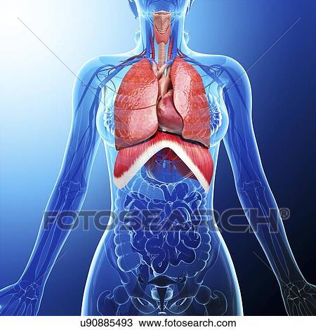 Human respiratory system, artwork View Large Illustration Drawing - Human respiratory system, artwork. Fotosearch
