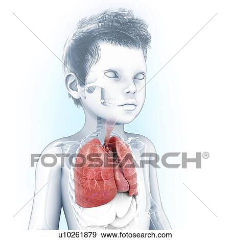Stock Illustration - Human respiratory system, artwork. Fotosearch
