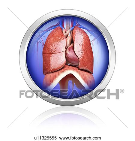 Stock Illustration - Human respiratory system, artwork. Fotosearch
