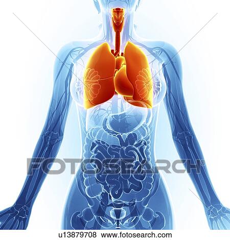 Stock Illustration - Human respiratory system, artwork. Fotosearch