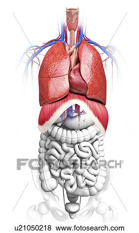 Stock Illustration - Human respiratory system, artwork. Fotosearch