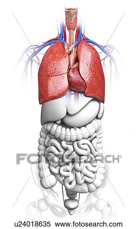 Human respiratory system, artwork View Large Illustration Stock Illustration - Human respiratory system, artwork. Fotosearch