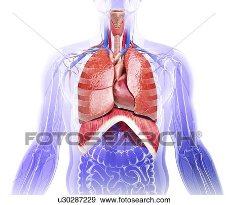 Stock Illustration - Human respiratory system, artwork. Fotosearch