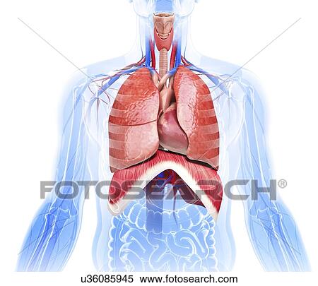 Human respiratory system, artwork View Large Illustration Stock Illustration - Human respiratory system, artwork. Fotosearch