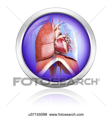 Human respiratory system, artwork View Large Illustration Stock Illustration - Human respiratory system, artwork. Fotosearch