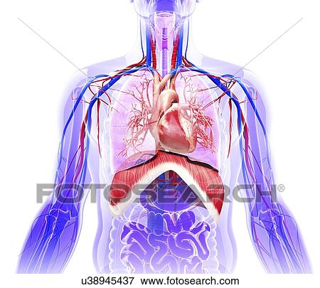 Human respiratory system, artwork View Large Illustration Stock Illustration - Human respiratory system, artwork. Fotosearch