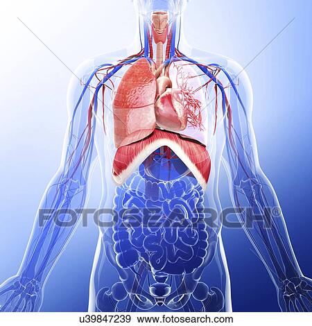 Human respiratory system, artwork View Large Illustration Stock Illustration - Human respiratory system, artwork. Fotosearch