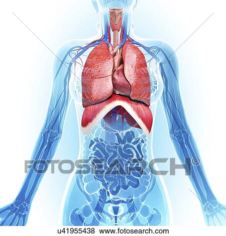 Stock Illustration - Human respiratory system, artwork. Fotosearch