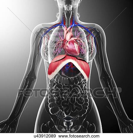 Stock Illustration - Human respiratory system, artwork. Fotosearch