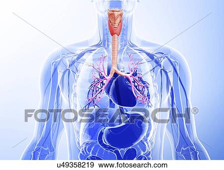 Stock Illustration - Human respiratory system, artwork. Fotosearch