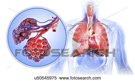 Stock Illustration - Human respiratory system, artwork. Fotosearch