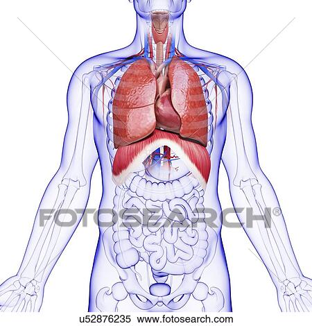 Human respiratory system, artwork View Large Illustration Stock Illustration - Human respiratory system, artwork. Fotosearch